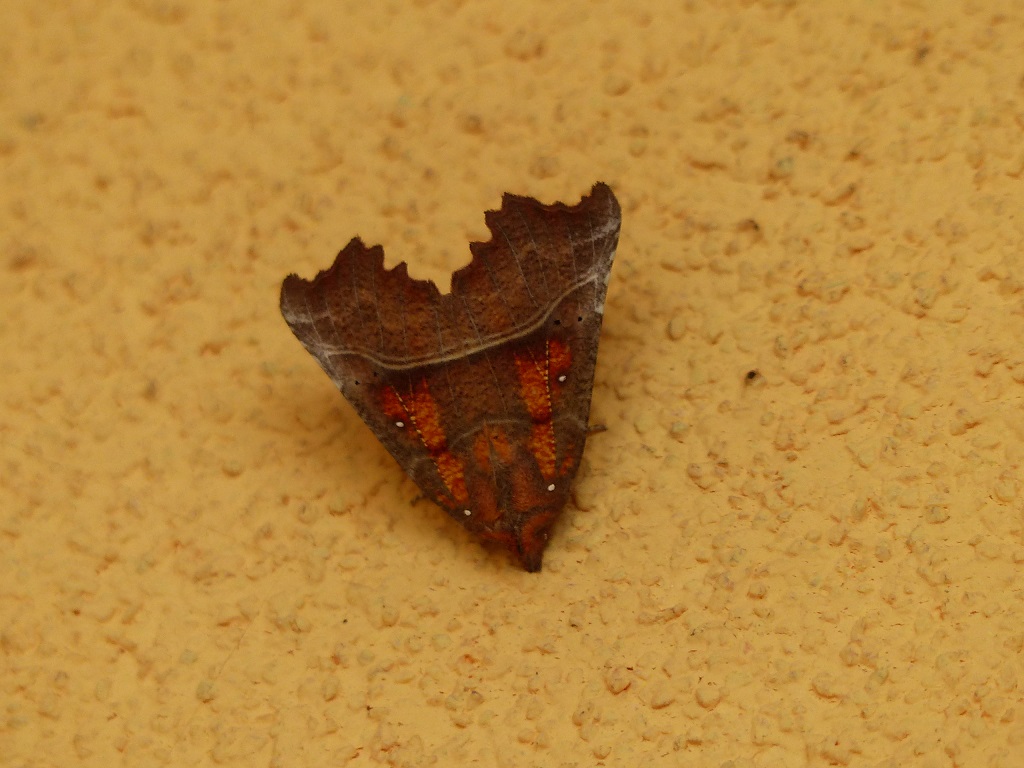 Falena da determinare: Scoliopteryx libatrix - Erebidae